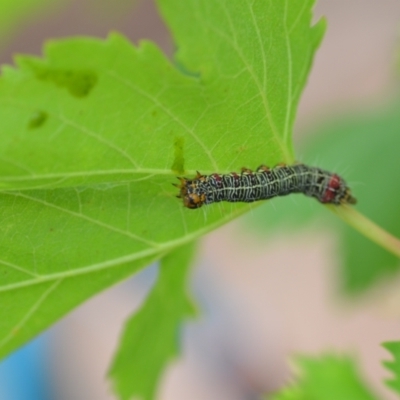 Phalaenoides glycinae (Grapevine Moth) at Wamboin, NSW - 22 Dec 2020 by natureguy