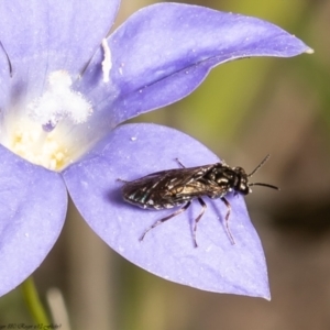 Caliroa cerasi at Molonglo Valley, ACT - 30 Nov 2021