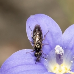 Caliroa cerasi at Molonglo Valley, ACT - 30 Nov 2021