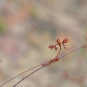 Juncus homalocaulis at Wamboin, NSW - 22 Dec 2020