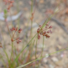 Juncus homalocaulis at Wamboin, NSW - 22 Dec 2020