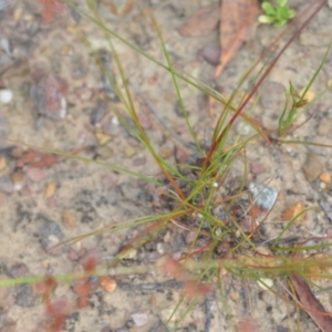 Juncus homalocaulis at Wamboin, NSW - 22 Dec 2020 08:19 PM