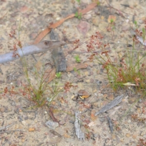 Juncus homalocaulis at Wamboin, NSW - 22 Dec 2020