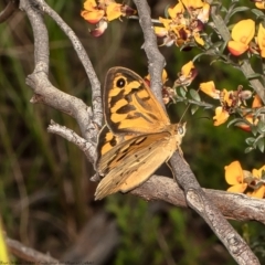 Heteronympha merope (Common Brown Butterfly) at Black Mountain - 30 Nov 2021 by Roger