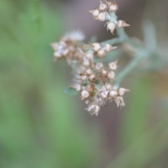 Gamochaeta calviceps (Narrowleaf Purple Everlasting) at Wamboin, NSW - 22 Dec 2020 by natureguy