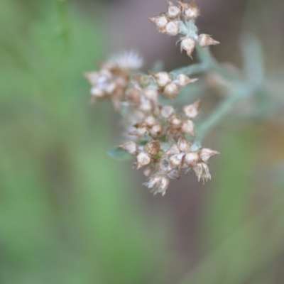 Gamochaeta americana (American Everlasting) at Wamboin, NSW - 22 Dec 2020 by natureguy