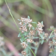 Gamochaeta calviceps at QPRC LGA - 22 Dec 2020