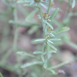 Gamochaeta calviceps at QPRC LGA - 22 Dec 2020