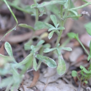 Gamochaeta calviceps at QPRC LGA - 22 Dec 2020