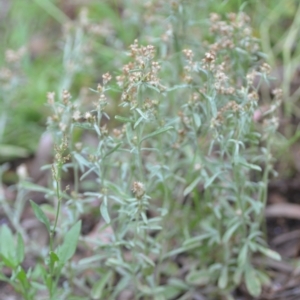 Gamochaeta calviceps at QPRC LGA - 22 Dec 2020