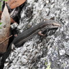 Pseudemoia entrecasteauxii (Woodland Tussock-skink) at Bimberi Nature Reserve - 29 Nov 2021 by JohnBundock