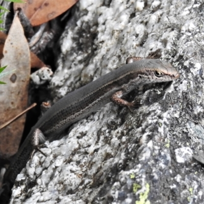 Pseudemoia entrecasteauxii (Woodland Tussock-skink) at Bimberi Nature Reserve - 29 Nov 2021 by JohnBundock