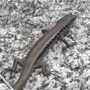 Liopholis montana at Cotter River, ACT - suppressed