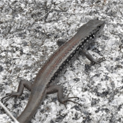 Liopholis montana (Mountain Skink, Tan-backed Skink) at Namadgi National Park - 29 Nov 2021 by JohnBundock