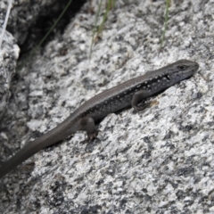 Liopholis montana at Cotter River, ACT - 29 Nov 2021