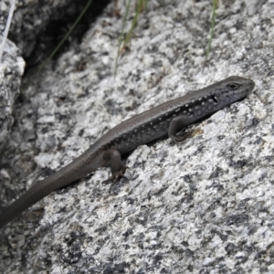 Liopholis montana at Cotter River, ACT - suppressed