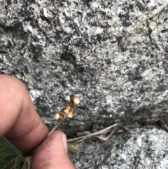 Gastrodia sesamoides at Cotter River, ACT - 30 Nov 2021