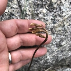Gastrodia sesamoides at Cotter River, ACT - 30 Nov 2021