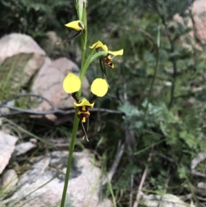 Diuris sulphurea at Cotter River, ACT - suppressed