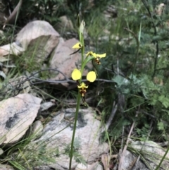 Diuris sulphurea at Cotter River, ACT - suppressed