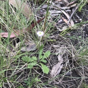 Lagenophora stipitata at Cotter River, ACT - 30 Nov 2021 12:58 PM