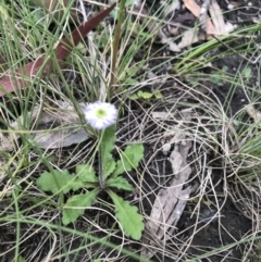 Lagenophora stipitata at Cotter River, ACT - 30 Nov 2021