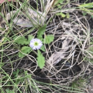 Lagenophora stipitata at Cotter River, ACT - 30 Nov 2021 12:58 PM