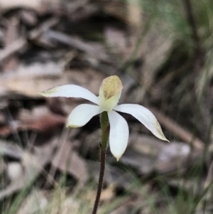 Caladenia moschata at Cotter River, ACT - suppressed