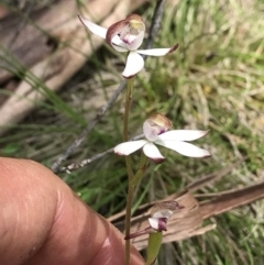 Caladenia moschata (Musky Caps) at Cotter River, ACT - 30 Nov 2021 by BrianH