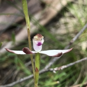 Caladenia moschata at Cotter River, ACT - suppressed