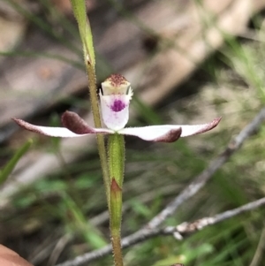 Caladenia moschata at Cotter River, ACT - suppressed