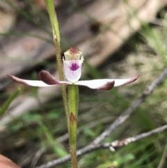 Caladenia moschata at Cotter River, ACT - 30 Nov 2021