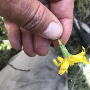 Microseris lanceolata at Cotter River, ACT - 30 Nov 2021