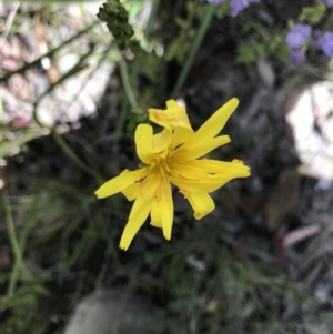 Microseris lanceolata at Cotter River, ACT - 30 Nov 2021 01:15 PM