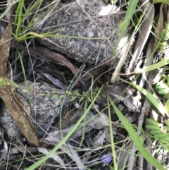 Microseris lanceolata at Cotter River, ACT - 30 Nov 2021