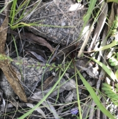 Microseris lanceolata at Cotter River, ACT - 30 Nov 2021 01:15 PM