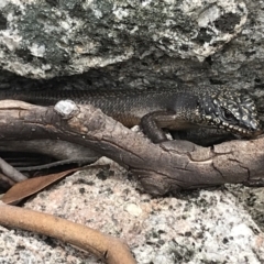 Egernia saxatilis (Black Rock Skink) at Namadgi National Park - 30 Nov 2021 by BrianH