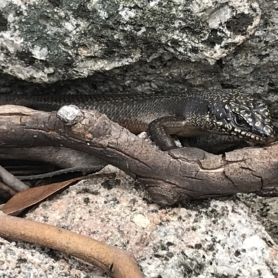 Egernia saxatilis (Black Rock Skink) at Namadgi National Park - 30 Nov 2021 by BrianH