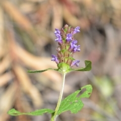 Prunella vulgaris (Self-heal, Heal All) at Wamboin, NSW - 25 Dec 2020 by natureguy