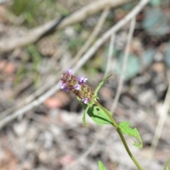 Prunella vulgaris at Wamboin, NSW - 25 Dec 2020