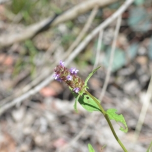 Prunella vulgaris at Wamboin, NSW - 25 Dec 2020 03:35 PM