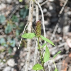 Prunella vulgaris at Wamboin, NSW - 25 Dec 2020 03:35 PM