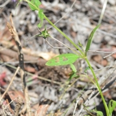 Prunella vulgaris at Wamboin, NSW - 25 Dec 2020