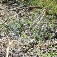 Prunella vulgaris at Wamboin, NSW - 25 Dec 2020