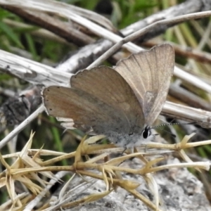 Candalides heathi at Cotter River, ACT - 29 Nov 2021