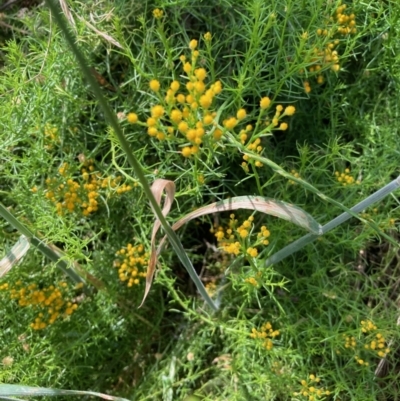 Chrysocephalum semipapposum (Clustered Everlasting) at Hall, ACT - 30 Nov 2021 by Rosie