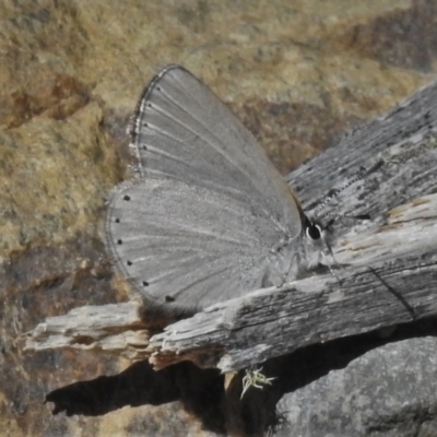 Candalides heathi (Rayed Blue) at Cotter River, ACT - 29 Nov 2021 by JohnBundock