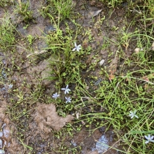 Isotoma fluviatilis subsp. australis at Hall, ACT - 30 Nov 2021 01:47 PM