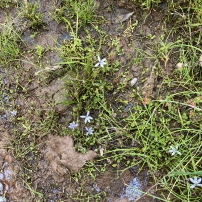 Isotoma fluviatilis subsp. australis (Swamp Isotome) at Hall, ACT - 30 Nov 2021 by Rosie