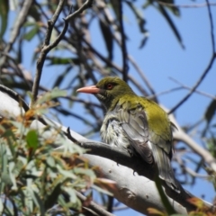 Oriolus sagittatus (Olive-backed Oriole) at Wingecarribee Local Government Area - 28 Nov 2021 by GlossyGal